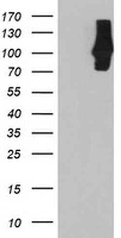 C1S Mouse anti-Human, Clone: OTI1G1, liquid, TrueMAB 100 &mu;L; Unconjugated:Antibodies,