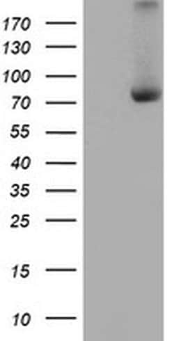 C1S Mouse anti-Canine, Human, Mouse, Rat, Clone: OTI4D9, liquid, TrueMAB