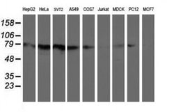 C1S Mouse anti-Canine, Human, Mouse, Rat, Clone: OTI4D9, liquid, TrueMAB