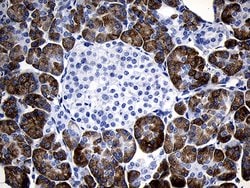 C1orf111 Mouse anti-Human, Clone: OTI2F3, lyophilized, TrueMAB 100 &mu;g;