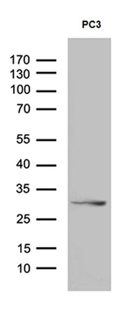 C1orf111 Monoclonal Antibody (OTI1H3), TrueMAB , OriGene:Antibodies:Primary
