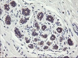 C1orf151 Mouse anti-Human, Clone: OTI4H7, lyophilized, TrueMAB 100 &mu;g;