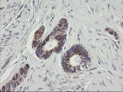 C1orf151 Mouse anti-Human, Clone: OTI4H7, lyophilized, TrueMAB 100 &mu;g;