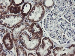 C1orf151 Mouse anti-Human, Clone: OTI4H7, lyophilized, TrueMAB 100 &mu;g;