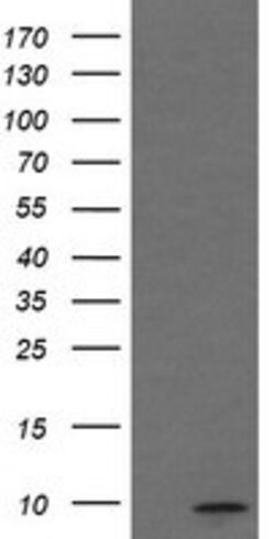 C1orf151 Mouse anti-Human, Clone: OTI4H7, lyophilized, TrueMAB 100 &mu;g;
