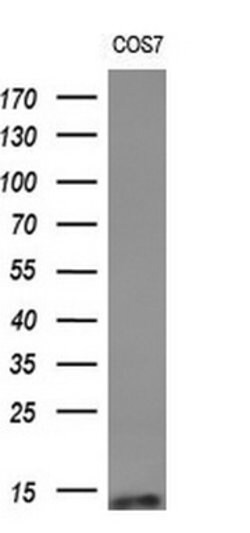 C1orf151 Mouse anti-Human, Clone: OTI4H7, lyophilized, TrueMAB 100 &mu;g;