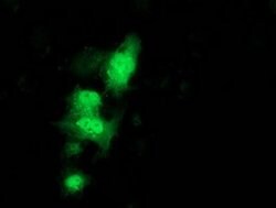 C1orf50 Monoclonal Antibody (OTI1F9), TrueMAB , OriGene 30 &mu;L; Unconjugated:Antibodies,