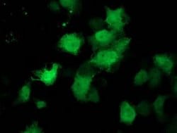 C1orf50 Monoclonal Antibody (OTI1B11), TrueMAB , OriGene 100 &mu;L; Unconjugated:Antibodies,