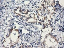 C1orf50 Monoclonal Antibody (OTI1B11), TrueMAB , OriGene 100 &mu;L; Unconjugated:Antibodies,