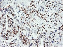 C20orf3 Mouse anti-Human, Clone: OTI1G8, lyophilized, TrueMAB 100 &mu;g;