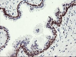 C20orf3 Mouse anti-Human, Clone: OTI1G8, lyophilized, TrueMAB 100 &mu;g;