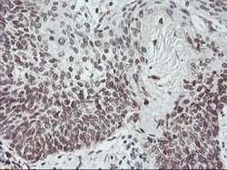 C20orf3 Monoclonal Antibody (OTI1A9), TrueMAB , OriGene 30 &mu;L; Unconjugated:Antibodies,