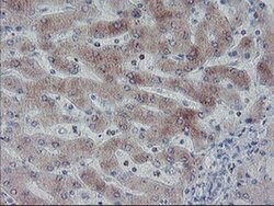 C20orf3 Monoclonal Antibody (OTI1E5), TrueMAB , OriGene:Antibodies:Primary