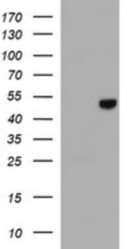 C20orf3 Mouse anti-Human, Clone: OTI1G8, lyophilized, TrueMAB 100 &mu;g;