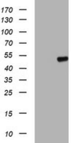 C20orf3 Mouse anti-Human, Clone: OTI3B3, lyophilized, TrueMAB 100 &mu;g;