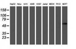 C20orf3 Monoclonal Antibody (OTI1A9), TrueMAB , OriGene 30 &mu;L; Unconjugated:Antibodies,