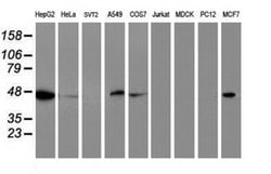C20orf3 Monoclonal Antibody (OTI4E2), TrueMAB , OriGene 100 &mu;L; Unconjugated:Antibodies,