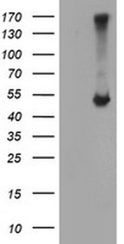 C20orf3 Monoclonal Antibody (OTI1D5), TrueMAB , OriGene 30 &mu;L; Unconjugated:Antibodies,