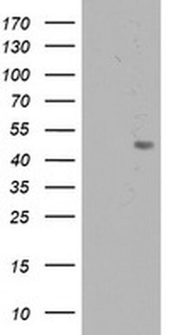 C20orf3 Monoclonal Antibody (OTI1E5), TrueMAB , OriGene:Antibodies:Primary