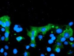 C20orf30 Mouse anti-Human, Clone: OTI2C8, lyophilized, TrueMAB 100 &mu;g;
