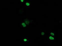C20orf43 Monoclonal Antibody (OTI3A5), TrueMAB , OriGene 30 &mu;L; Unconjugated:Antibodies,