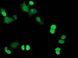 C20orf43 Monoclonal Antibody (OTI1E8), TrueMAB , OriGene 30 &mu;L; Unconjugated:Antibodies,