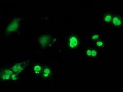 C20orf43 Monoclonal Antibody (OTI7H1), TrueMAB , OriGene 30 &mu;L; Unconjugated:Antibodies,