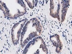 C20orf43 Monoclonal Antibody (OTI1E8), TrueMAB , OriGene 30 &mu;L; Unconjugated:Antibodies,
