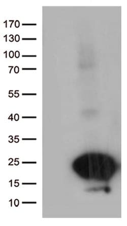 C20orf79 Monoclonal Antibody (OTI4D10), TrueMAB , OriGene 100 &mu;L; Unconjugated:Antibodies,