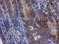 C21orf56 Monoclonal Antibody (OTI1H6), TrueMAB , OriGene 30 &mu;L; Unconjugated:Antibodies,
