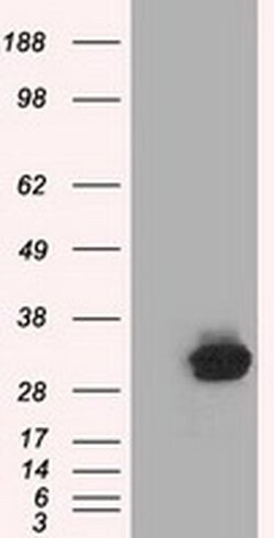 C21orf59 Monoclonal Antibody (OTI2H5), TrueMAB , OriGene 100 μL; Unconjugated:Antibodies,