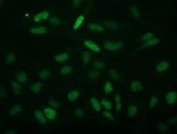 C2orf40 Mouse anti-Human, Clone: OTI3B10, lyophilized, TrueMAB 100 &mu;g;