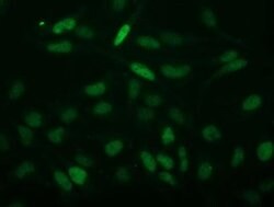 C2orf40 Monoclonal Antibody (OTI3B10), TrueMAB , OriGene:Antibodies:Primary
