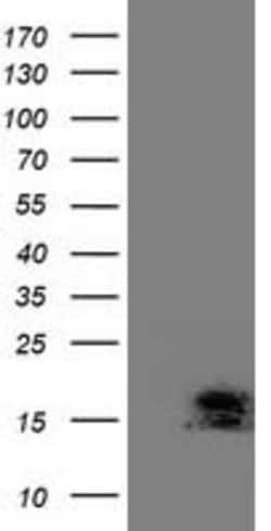 C2orf40 Mouse anti-Human, Clone: OTI3B10, lyophilized, TrueMAB 100 &mu;g;