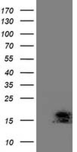 C2orf40 Monoclonal Antibody (OTI3B10), TrueMAB , OriGene 100 &mu;L; Unconjugated:Antibodies,
