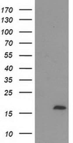 C2orf40 Monoclonal Antibody (OTI1A10), TrueMAB , OriGene 30 &mu;L; Unconjugated:Antibodies,