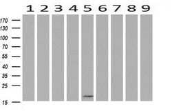 C2orf40 Monoclonal Antibody (OTI1A10), TrueMAB , OriGene 30 &mu;L; Unconjugated:Antibodies,