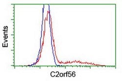 C2orf56 Monoclonal Antibody (OTI6F10), TrueMAB , OriGene:Antibodies:Primary
