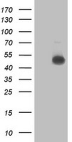 C2orf56 Mouse anti-Human, Clone: OTI6F10, lyophilized, TrueMAB 100 &mu;g;