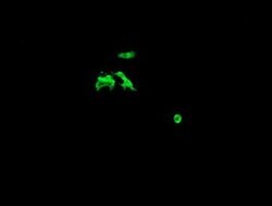 C2orf62 Monoclonal Antibody (OTI2E6), TrueMAB , OriGene 30 &mu;L; Unconjugated:Antibodies,