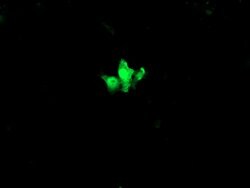 C2orf62 Monoclonal Antibody (OTI2F4), TrueMAB , OriGene 100 &mu;L; Unconjugated:Antibodies,