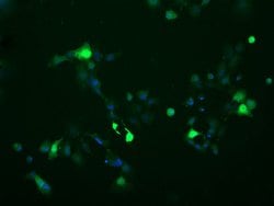 C2orf62 Monoclonal Antibody (OTI4A12), TrueMAB , OriGene:Antibodies:Primary