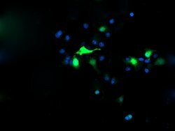 C2orf62 Mouse anti-Human, Clone: OTI2C6, lyophilized, TrueMAB 100 &mu;g;
