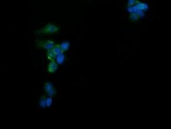 C2orf62 Monoclonal Antibody (OTI4E1), TrueMAB , OriGene:Antibodies:Primary