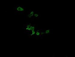 C2orf62 Monoclonal Antibody (OTI4B4), TrueMAB , OriGene 30 &mu;L; Unconjugated:Antibodies,