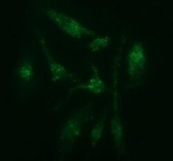 C2orf62 Monoclonal Antibody (OTI4B4), TrueMAB , OriGene 30 &mu;L; Unconjugated:Antibodies,