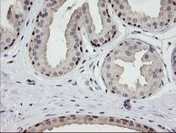 C2orf62 Monoclonal Antibody (OTI2E6), TrueMAB , OriGene 30 &mu;L; Unconjugated:Antibodies,