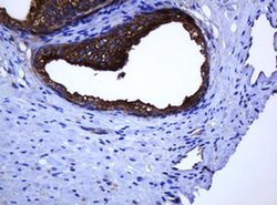 C2orf62 Monoclonal Antibody (OTI2D9), TrueMAB , OriGene 30 &mu;L; Unconjugated:Antibodies,