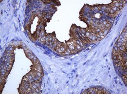 C2orf62 Monoclonal Antibody (OTI2D9), TrueMAB , OriGene:Antibodies:Primary