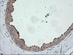 C2orf62 Monoclonal Antibody (OTI4B4), TrueMAB , OriGene:Antibodies:Primary